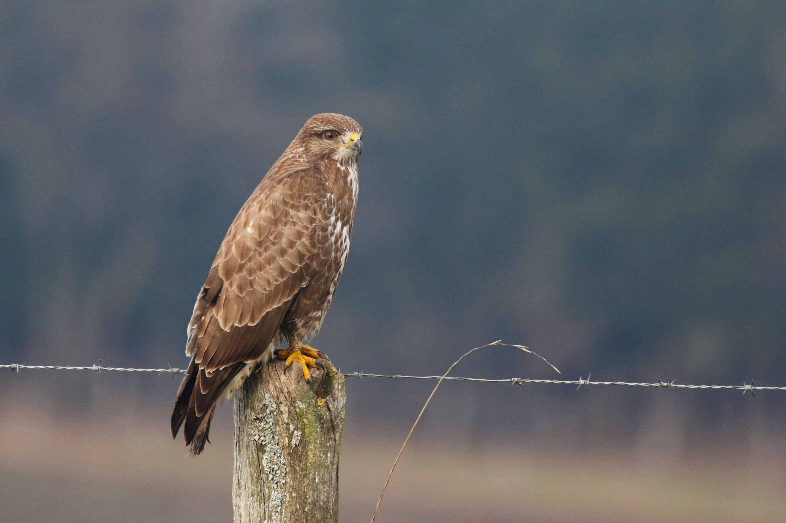 Buse variable