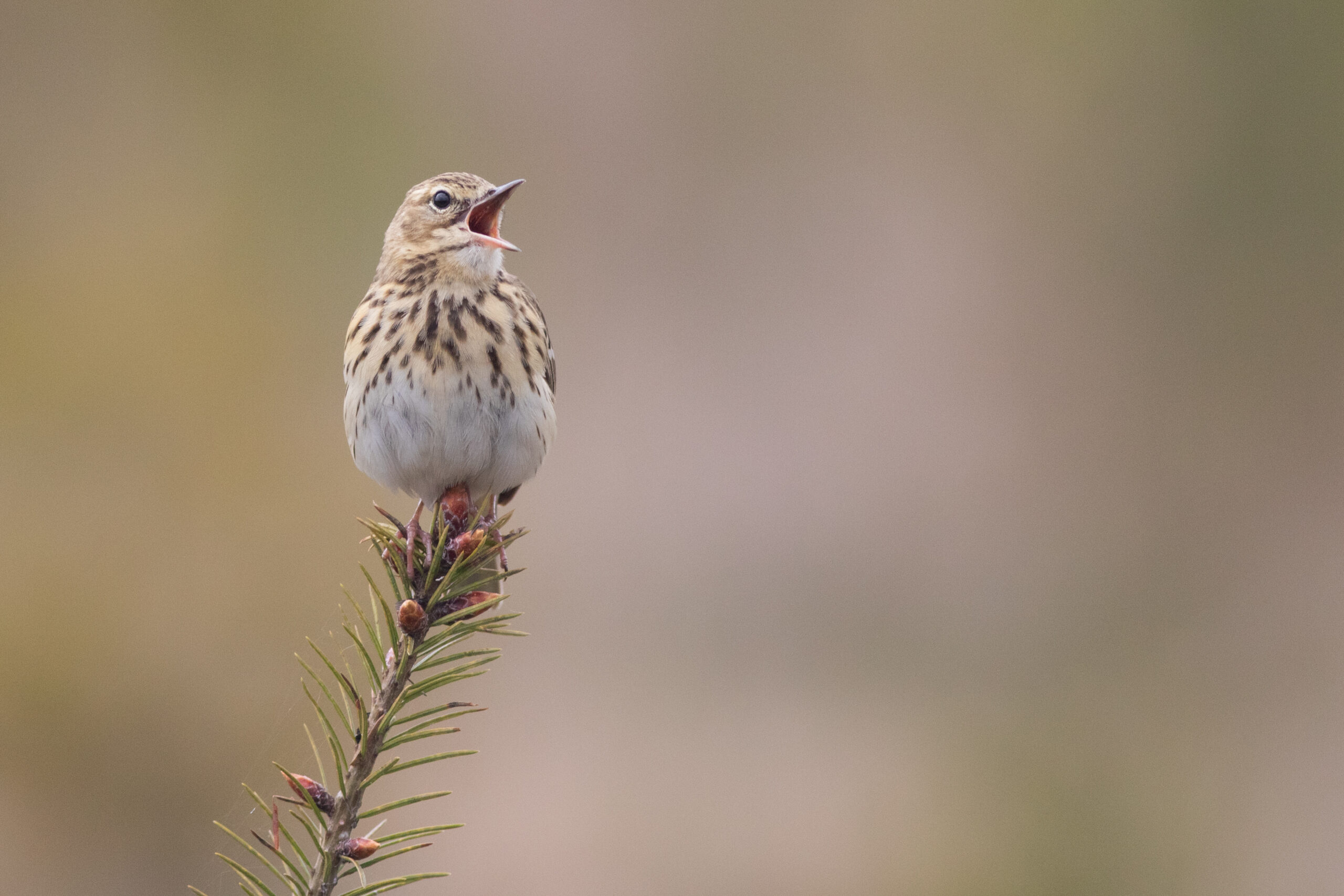 Pipit des arbres