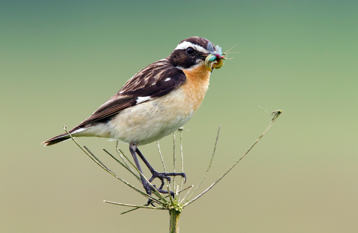 Tarier des prés - Copyright : Franck RENARD