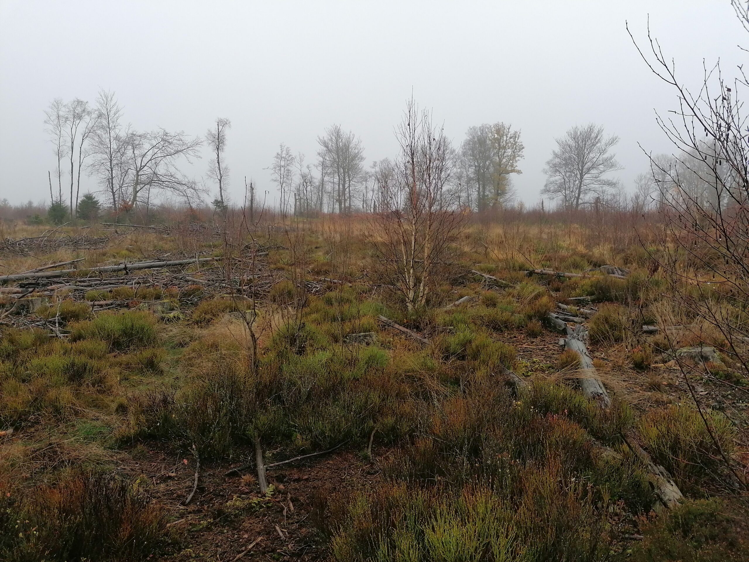 Recolonisation naturelle des ligneux