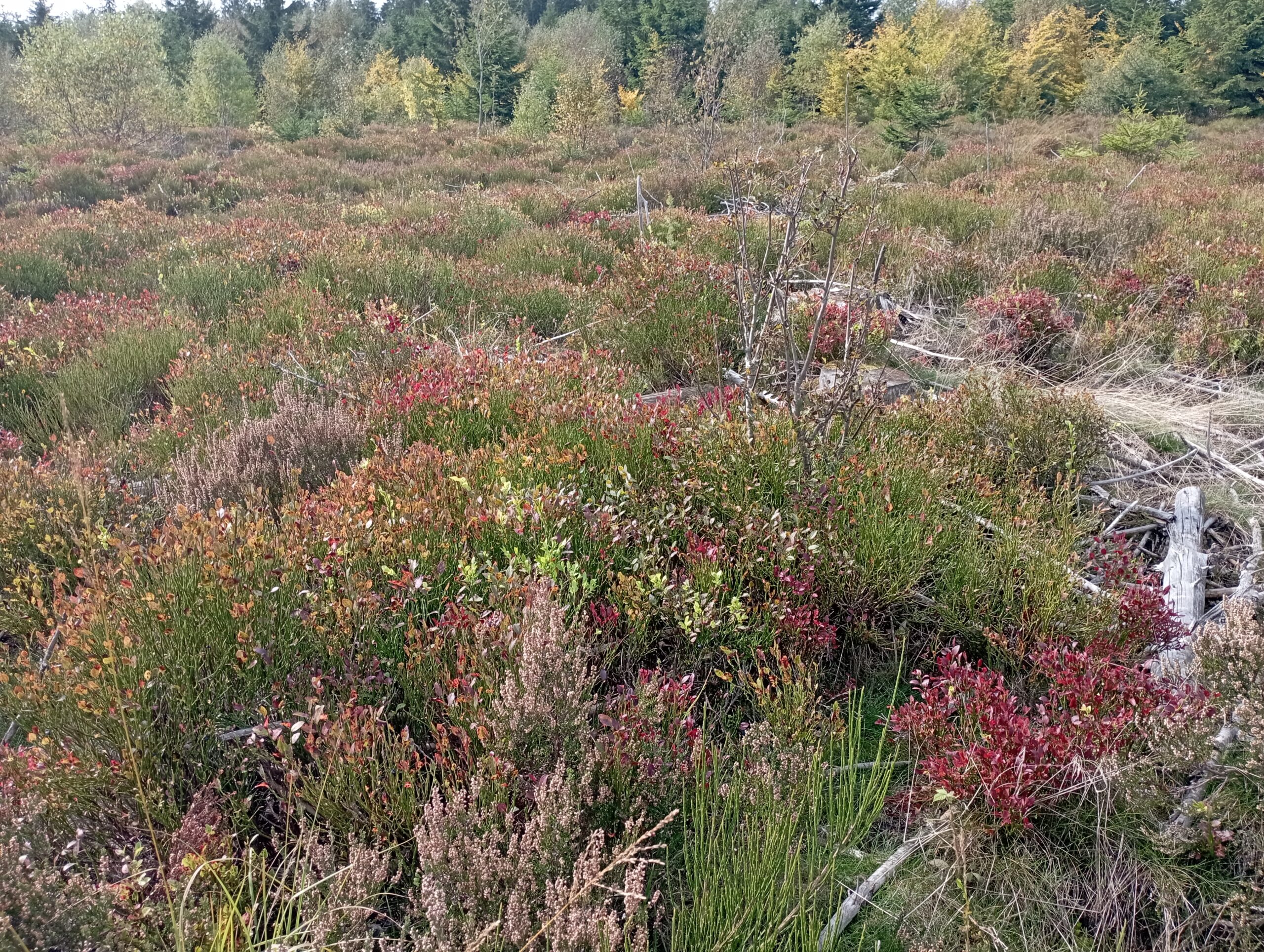 Myrtilles et callunes