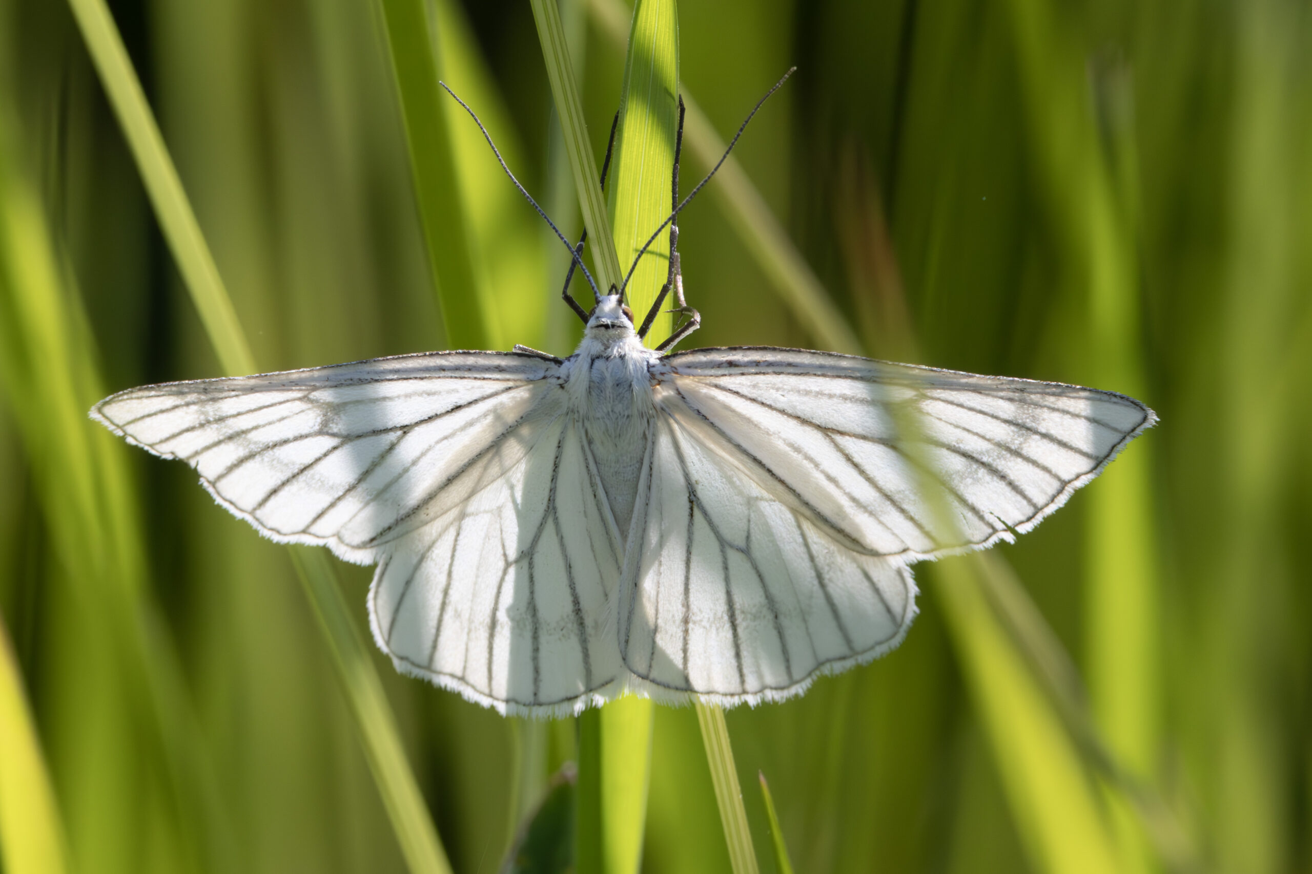 PETITE RUR_C6A9404-Avec accentuation-NR copie