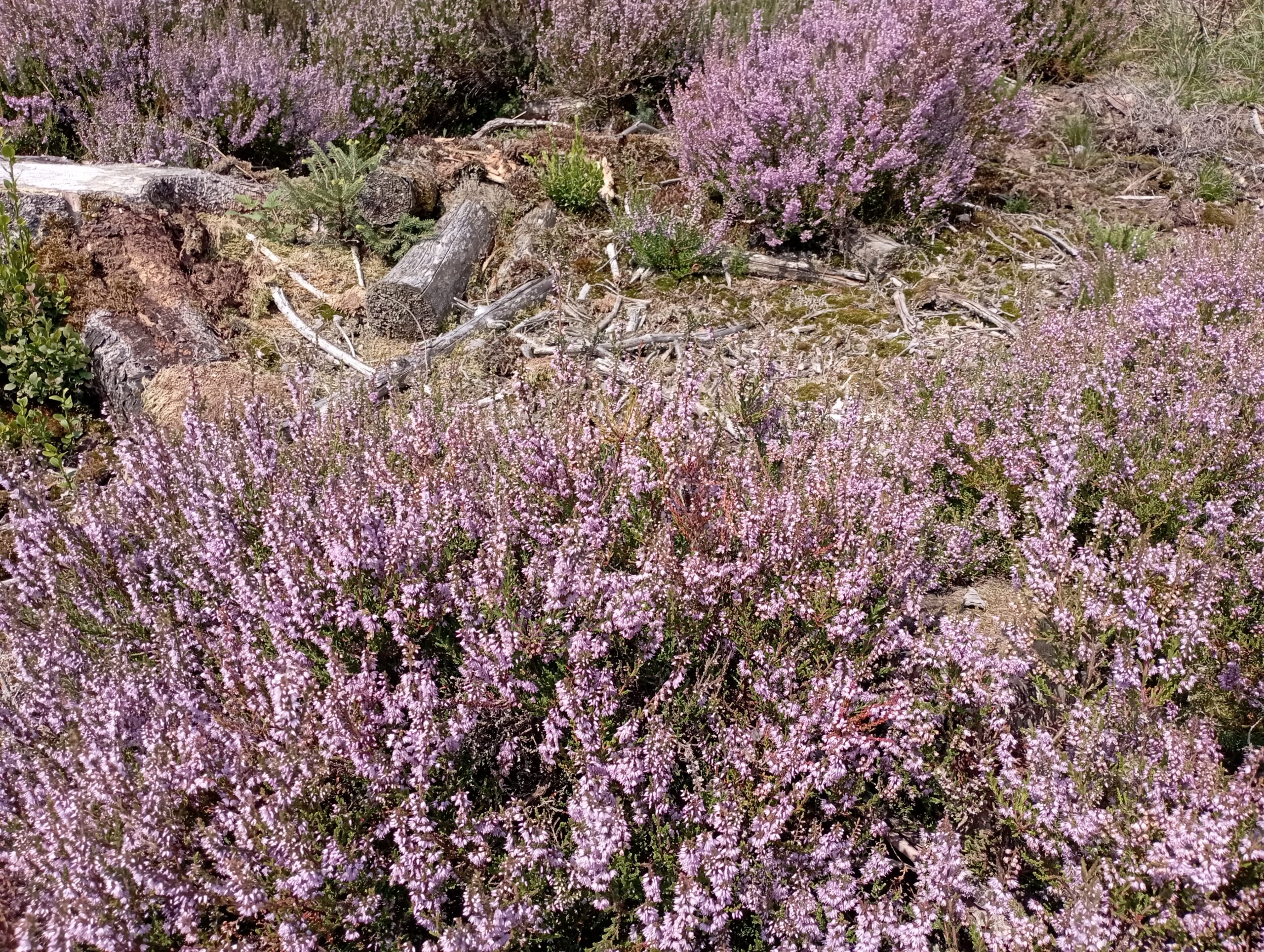 1755097849705